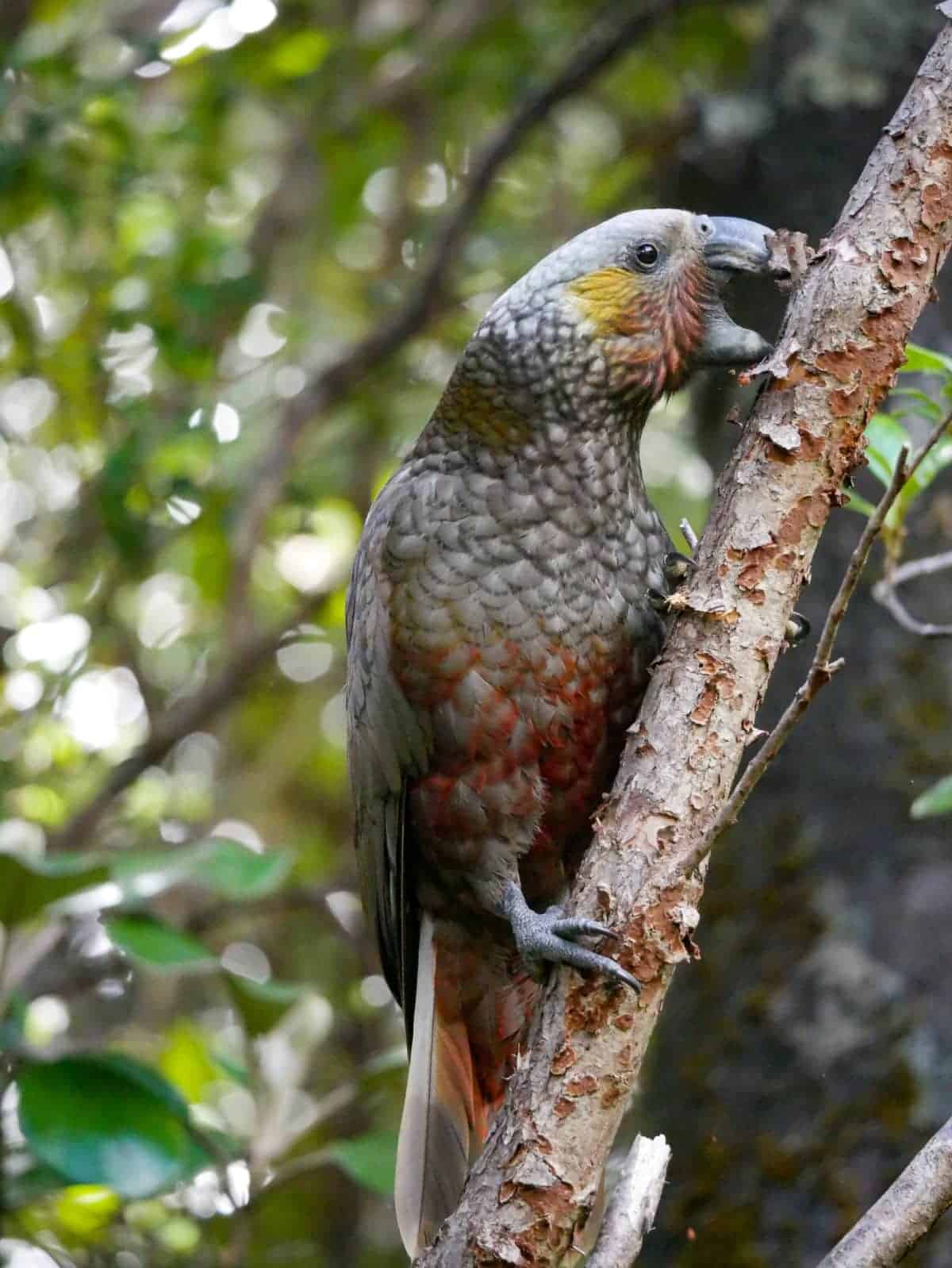 Kaka auf einem Baum auf Stewart Island