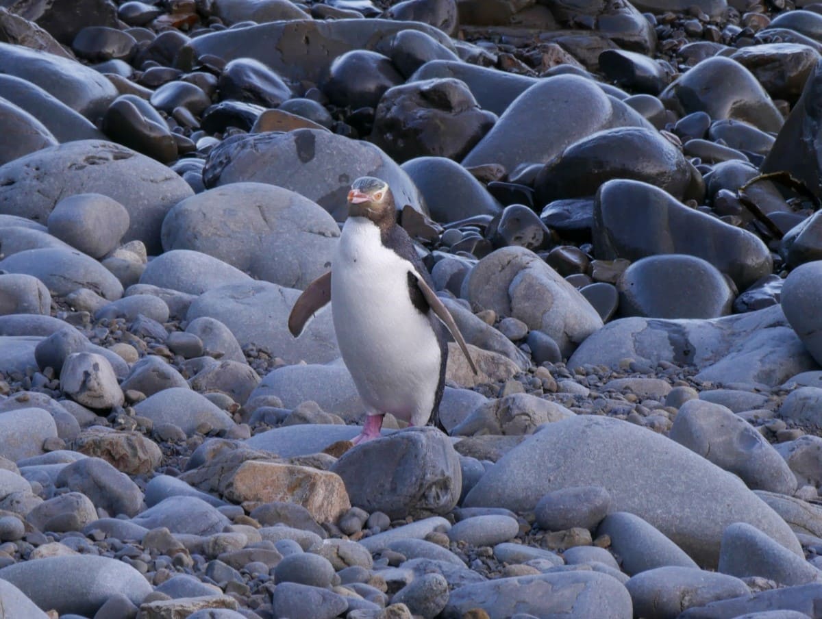 roaring bay pinguine nugget point catlins neuseeland weltmeerliebe
