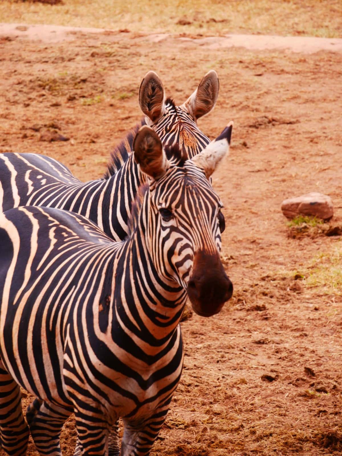 Zwei Zebras in der Steppe
