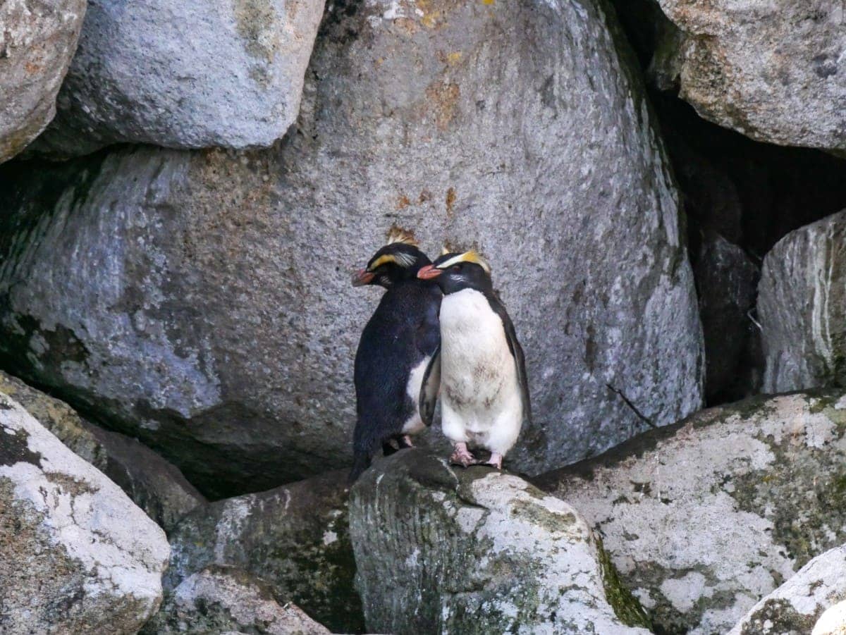 Rakiura Track Stewart Island Fjordland Pinguine 