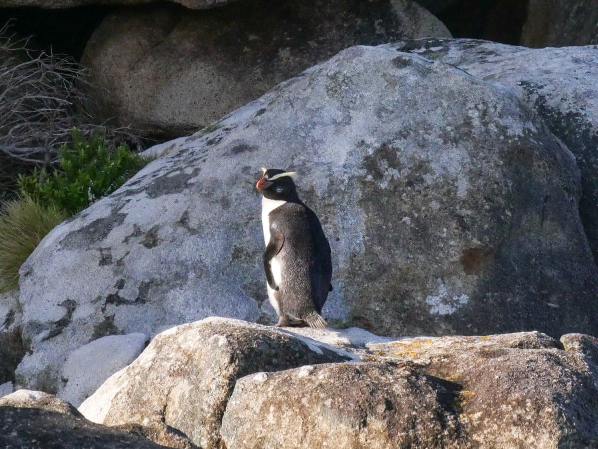 Rakiura Track Stewart Island Fjordland Pinguine 