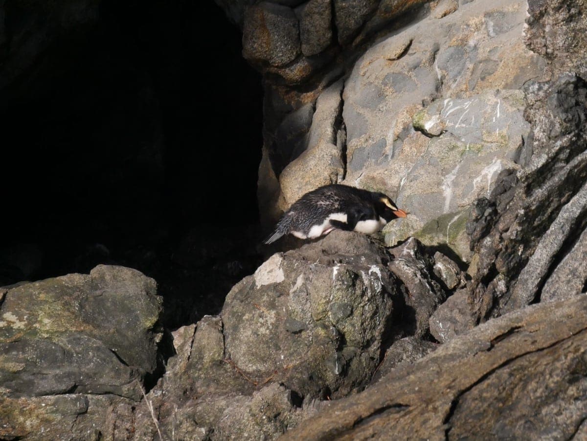 Rakiura Track Stewart Island pinguin